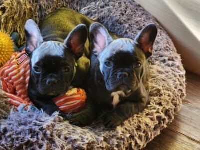 French Bulldog