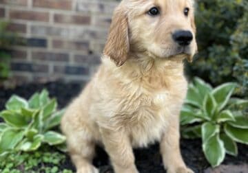 Golden retriever