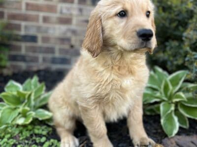 Golden retriever