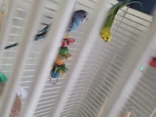 2 parakeets – male and female pair
