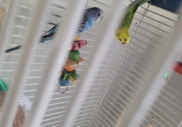 2 parakeets – male and female pair