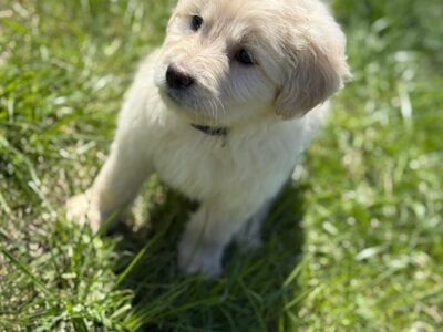 Great Pyrenees/Golden retriever puppies