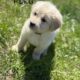 Great Pyrenees/Golden retriever puppies