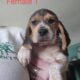 Female Beagle Puppies