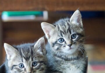 KITTENS!