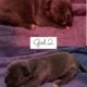 American Bully Puppies for sale