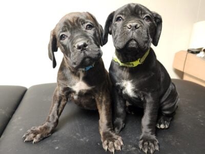 Akc/iccf registered Puppies