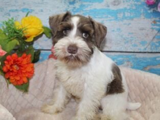 Mini Schnauzers