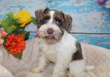 Mini Schnauzers