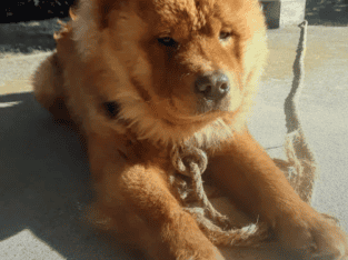 Rehoming 2 Year old Champion Blood 100% chow chow