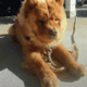 Rehoming 2 Year old Champion Blood 100% chow chow