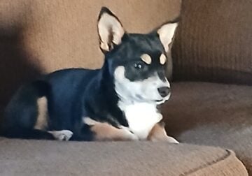 Puppy for adoption