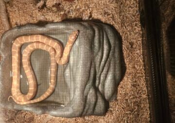 King Snake
