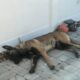 Belgium Malinois 1year