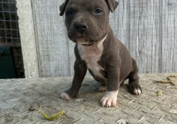 American bully puppies