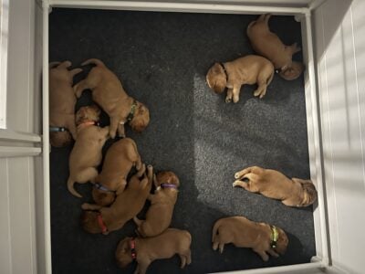 AKC Golden Retriever puppies