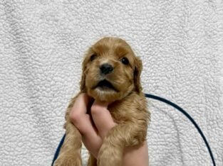 Cocker Spaniel