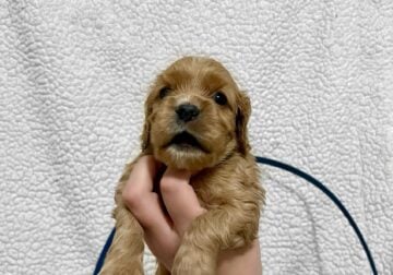 Cocker Spaniel