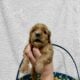 Cocker Spaniel