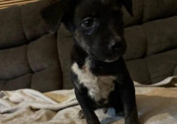 catahoula blue heeler mix