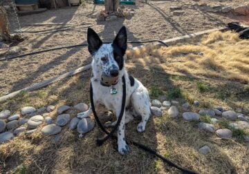Young Australian Cattle Dog Trained