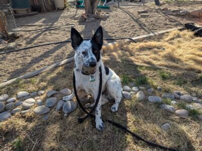 Young Australian Cattle Dog Trained