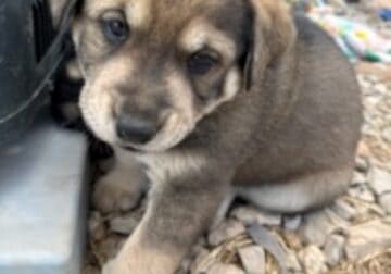 Tibetan Mastiff x German Shepherd Puppies