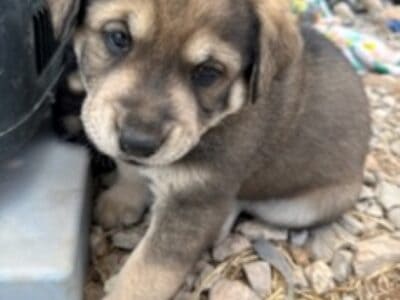Tibetan Mastiff x German Shepherd Puppies
