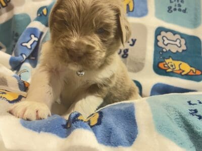 AKC Newfoundland Puppies – Gray – Male – Rory