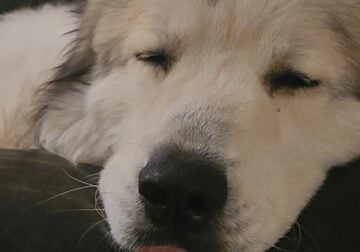 Great Pyrenees puppies for sale
