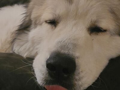 Great Pyrenees puppies for sale