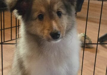 Akc female sheltie