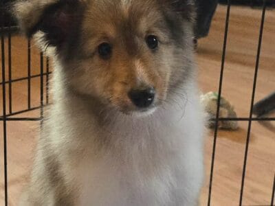 Akc female sheltie