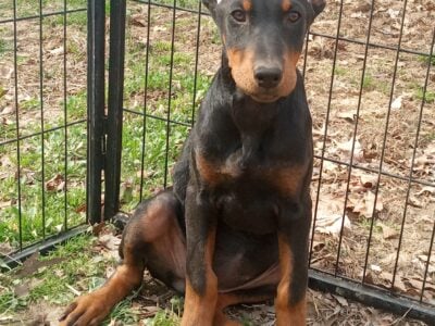 Doberman Pinscher pups