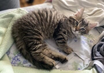 11 WEEK OLD KITTENS LOOKING FOR FUREVER HOMES!!