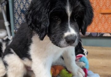 Saint Bernewfie Puppies