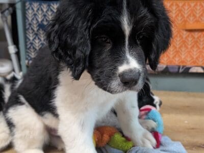 Saint Bernewfie Puppies