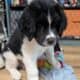 Saint Bernewfie Puppies