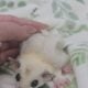 Sugar glider joeys