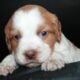 AKC French Brittanys