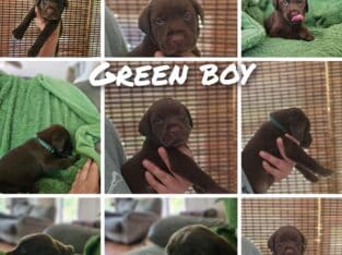Labrador retriever puppies