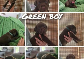 Labrador retriever puppies
