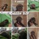 Labrador retriever puppies