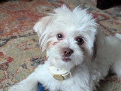 6 month old female Shih Tzu for adoption.