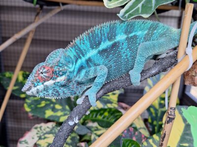 Blue panther chameleon