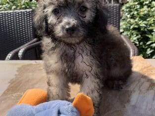 Toy poodle