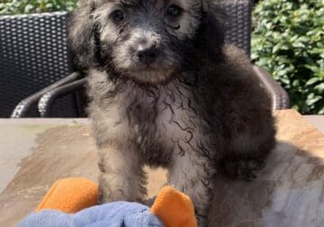 Toy poodle