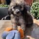 Toy poodle