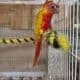 Sun cheek conures