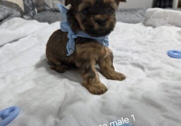 Adorable chocolate Yorkie male #1